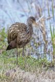 Limpkin, Aramus guarauna