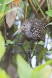 Limpkin, Aramus guarauna