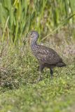 Limpkin, Aramus guarauna