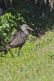 Limpkin, Aramus guarauna