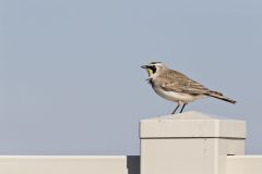 Horned Lark, Eremophila alpestris