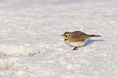 Horned Lark, Eremophila alpestris