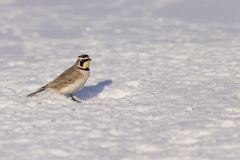 Horned Lark, Eremophila alpestris