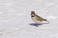 Horned Lark, Eremophila alpestris