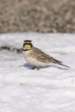 Horned Lark, Eremophila alpestris