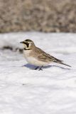 Horned Lark, Eremophila alpestris