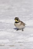 Horned Lark, Eremophila alpestris