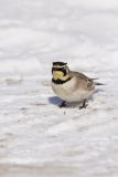 Horned Lark, Eremophila alpestris