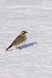 Horned Lark, Eremophila alpestris