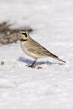 Horned Lark, Eremophila alpestris