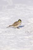 Horned Lark, Eremophila alpestris