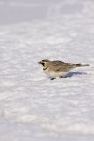 Horned Lark, Eremophila alpestris