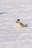 Horned Lark, Eremophila alpestris
