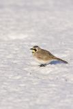 Horned Lark, Eremophila alpestris