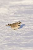 Horned Lark, Eremophila alpestris
