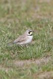 Horned Lark, Eremophila alpestris