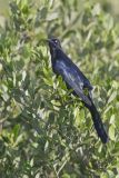 Great-tailed Grackle, Quiscalus mexicanus