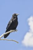 Common Raven, Corvus corax