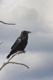 Common Raven, Corvus corax