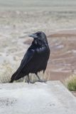 Common Raven, Corvus corax