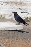 Common Raven, Corvus corax