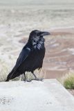 Common Raven, Corvus corax