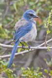 Florida Scrub Jay, Aphelocoma coerulescens