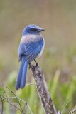 Florida Scrub Jay, Aphelocoma coerulescens