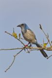 Florida Scrub Jay, Aphelocoma coerulescens