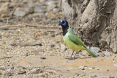 Green Jay, Cyanocorax yncas