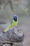 Green Jay, Cyanocorax yncas