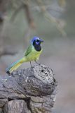 Green Jay, Cyanocorax yncas