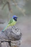 Green Jay, Cyanocorax yncas