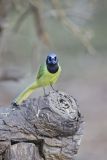 Green Jay, Cyanocorax yncas