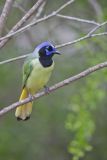 Green Jay, Cyanocorax yncas