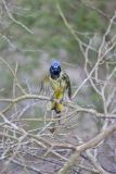 Green Jay, Cyanocorax yncas