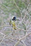 Green Jay, Cyanocorax yncas