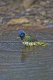 Green Jay, Cyanocorax yncas