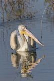 American White Pelican, Pelecanus erythrorhynchos