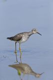 Lesser Yellowlegs, Tringa flavipes