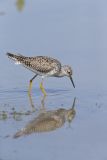Lesser Yellowlegs, Tringa flavipes