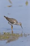 Lesser Yellowlegs, Tringa flavipes