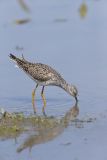 Lesser Yellowlegs, Tringa flavipes