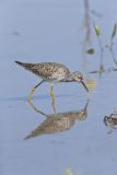 Lesser Yellowlegs, Tringa flavipes
