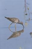 Lesser Yellowlegs, Tringa flavipes