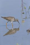 Lesser Yellowlegs, Tringa flavipes