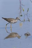Lesser Yellowlegs, Tringa flavipes