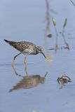 Lesser Yellowlegs, Tringa flavipes