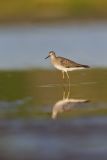 Lesser Yellowlegs, Tringa flavipes