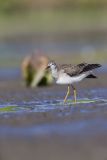 Lesser Yellowlegs, Tringa flavipes